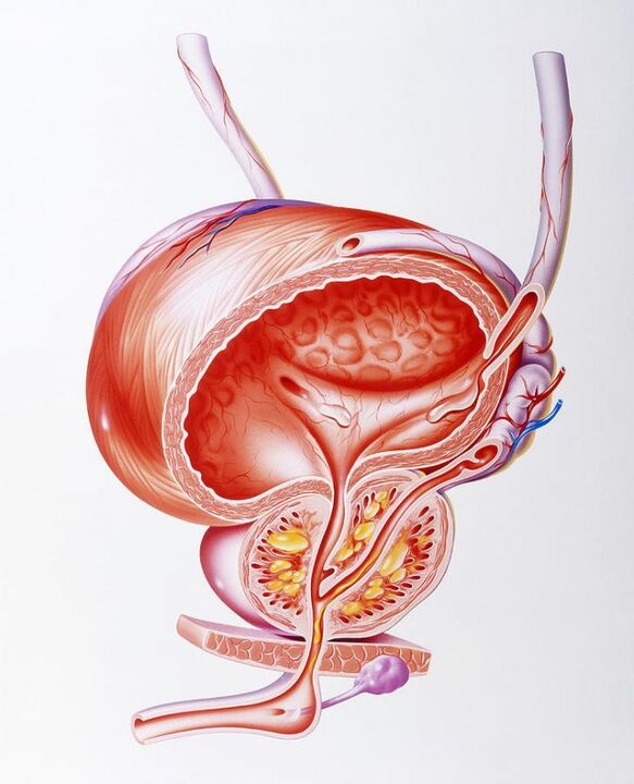 Prostalin kapsüllerinin prostat üzerindeki etkisi