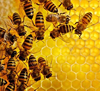 Prostat iltihabına karşı arı ürünleri