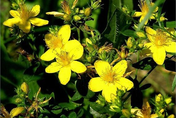 St.John's wort, prostatit ile baş etmeye yardımcı olan şifalı bir bitkidir