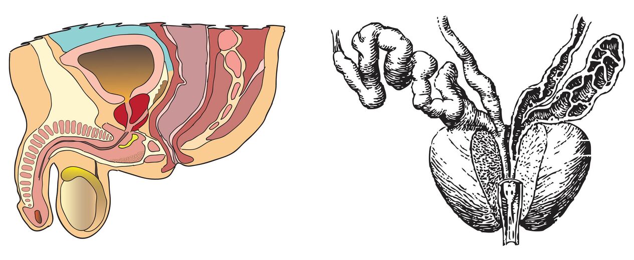 Prostatın anatomisi